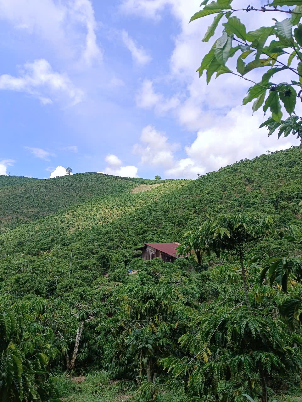 Cây cà phê Lâm Hà