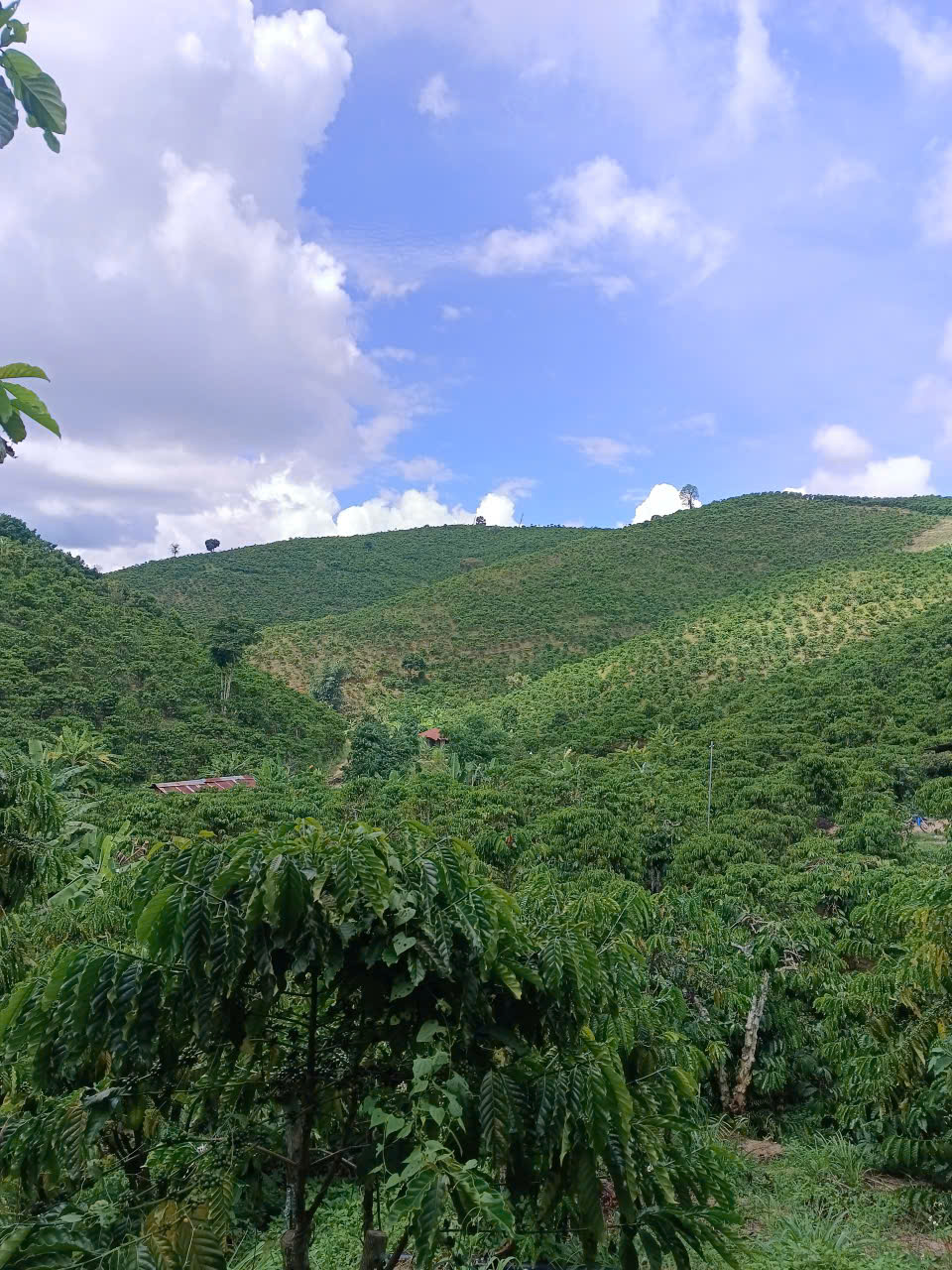 Sườn núi cà phê bạt ngàn