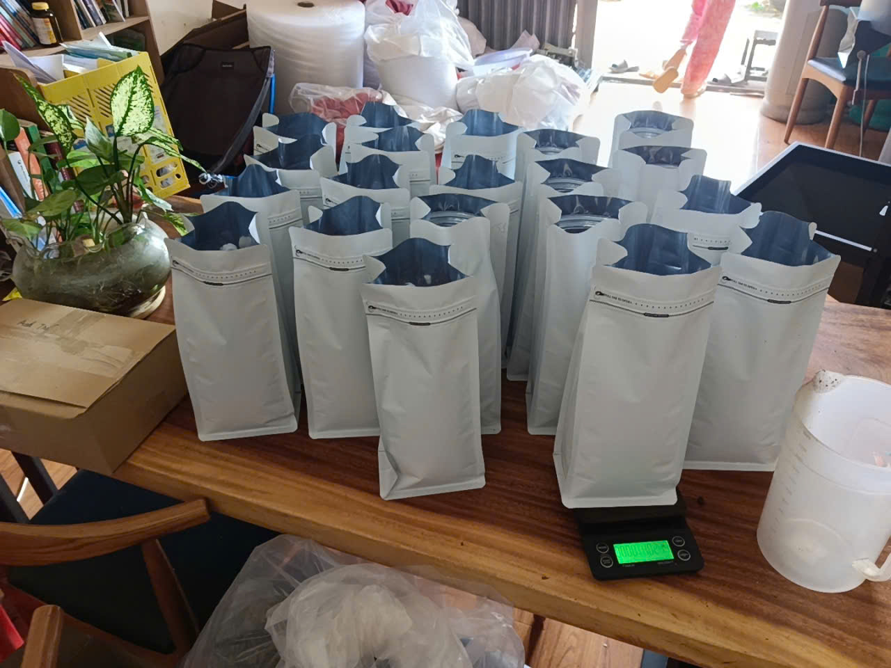 Vườn cà phê Lâm Hà sáng sớm sương phủ